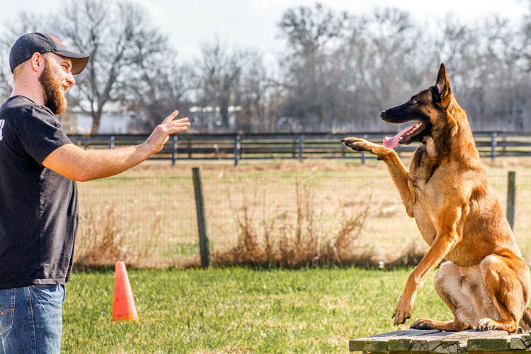 Canine Expert Explains How To Stop Barking, Biting, Jumping & Running Away